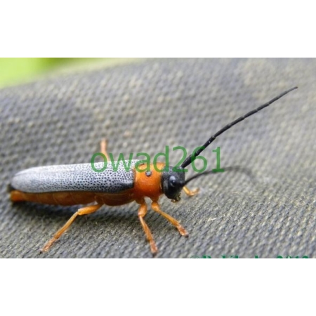 Oberea oculata (Linnaeus, 1758) Dłużynka dwukropkowa